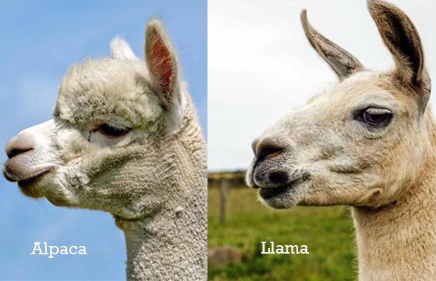 Name:  alpaca_vs_llama_1600x.jpg
Views: 264
Size:  39.6 KB
