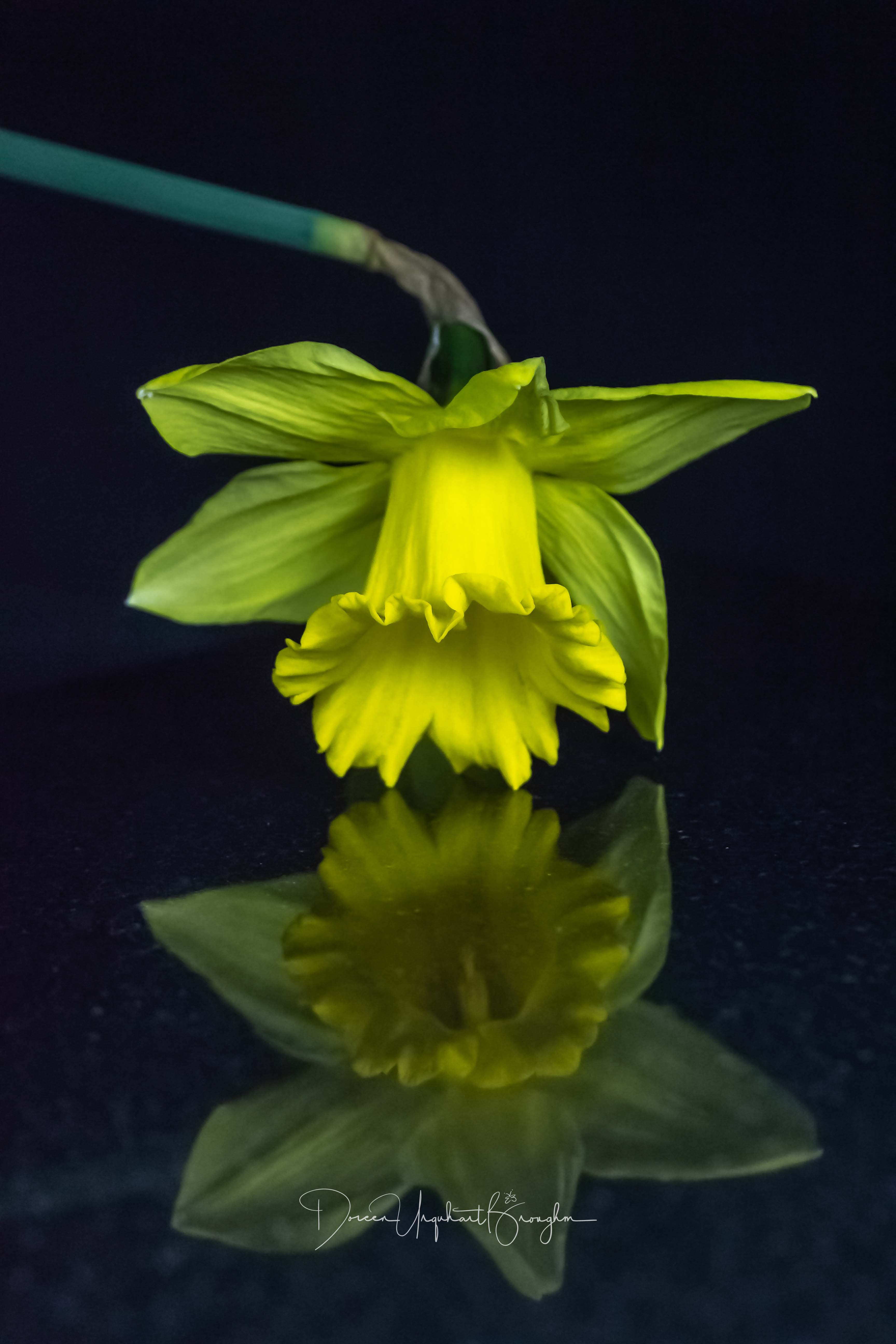 Name:  Daffodile 1.jpg
Views: 291
Size:  528.4 KB